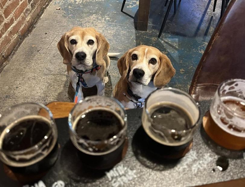 Pet Friendly Frog Level Brewing Company