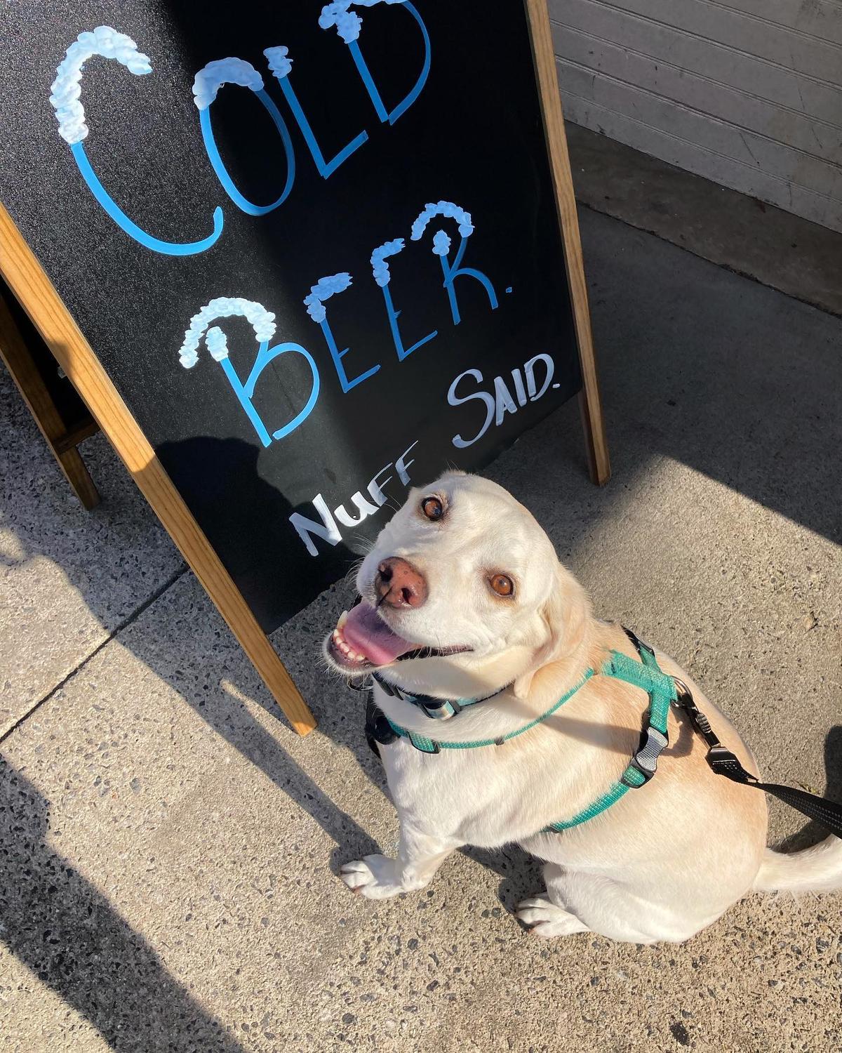 Lazy Hiker Brewing Sylva Taproom Is Pet Friendly