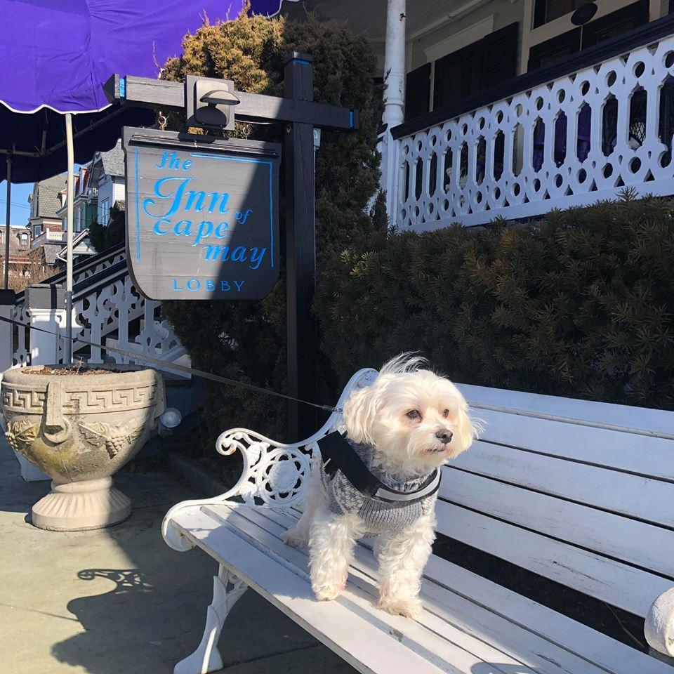 is cape may winery dog friendly
