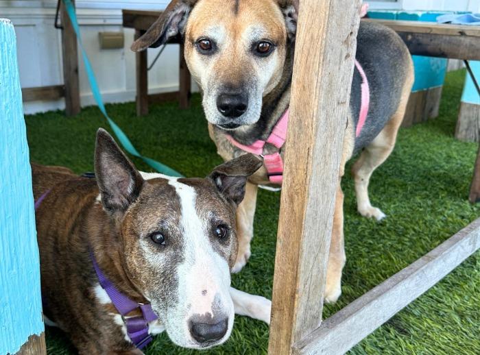 Pet Friendly Picnic Beach Bar & Grill