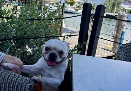 Pet Friendly Boatyard