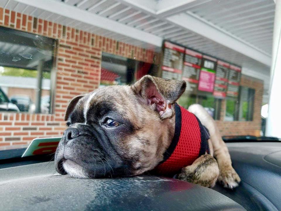 Pet Friendly Rudy's Drive-In
