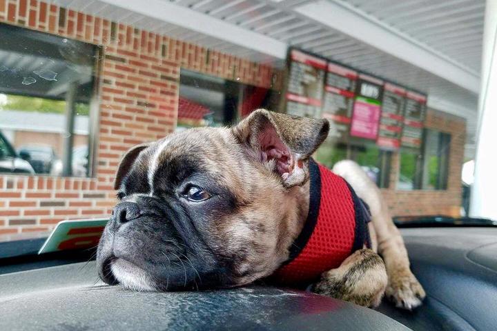 Pet Friendly Rudy's Drive-In