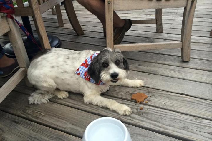 Dog Friendly Seafood Restaurants in Bar Harbor, ME - BringFido