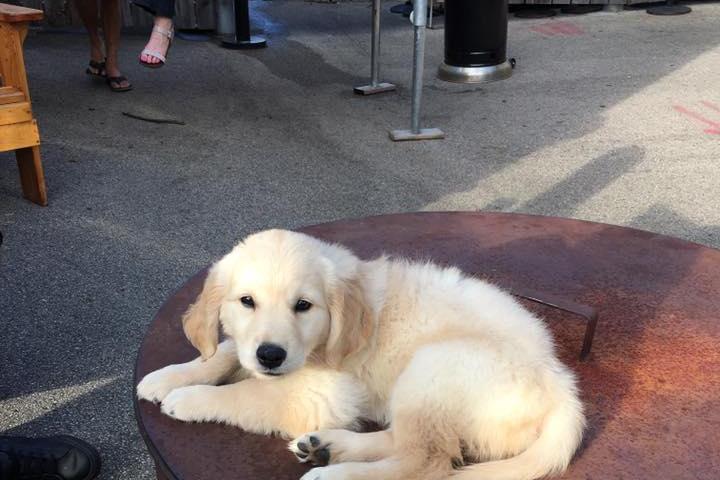 Dog Friendly Restaurants In Excelsior Mn Bringfido Dog Friendly Restaurants In Excelsior Mn Bringfido
