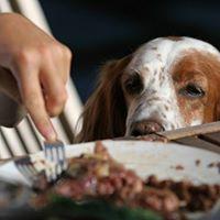 Shako Mako Grill Is Pet Friendly