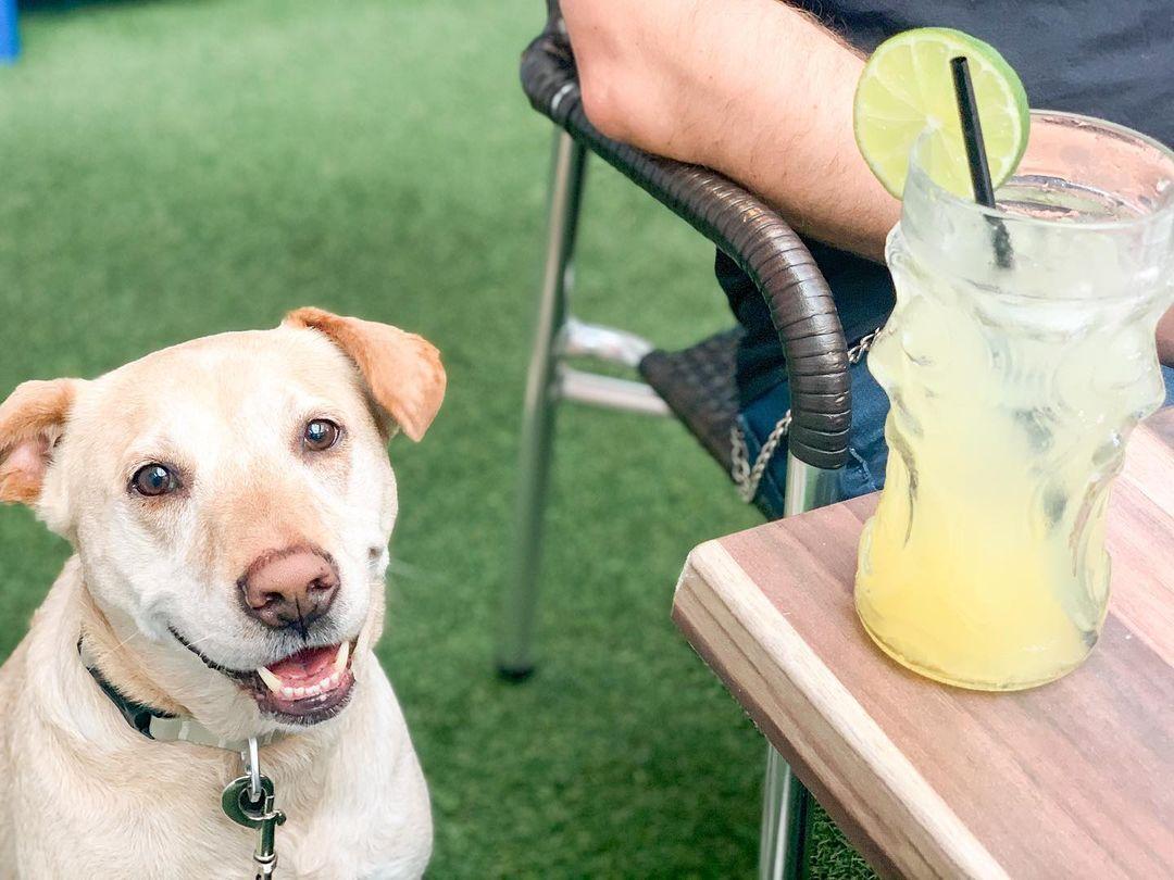 Pet Friendly Good Vibes Burgers and Brews