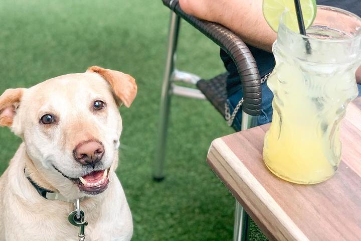 Pet Friendly Good Vibes Burgers and Brews