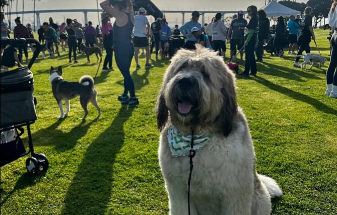 Pet Friendly Bluewater Boathouse Seafood Grill