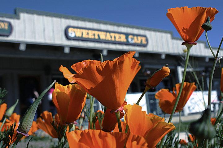 Pet Friendly Sweetwater Cafe