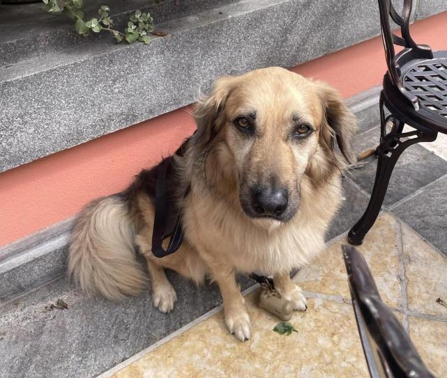 Pet Friendly Jane's Cafe on 3rd