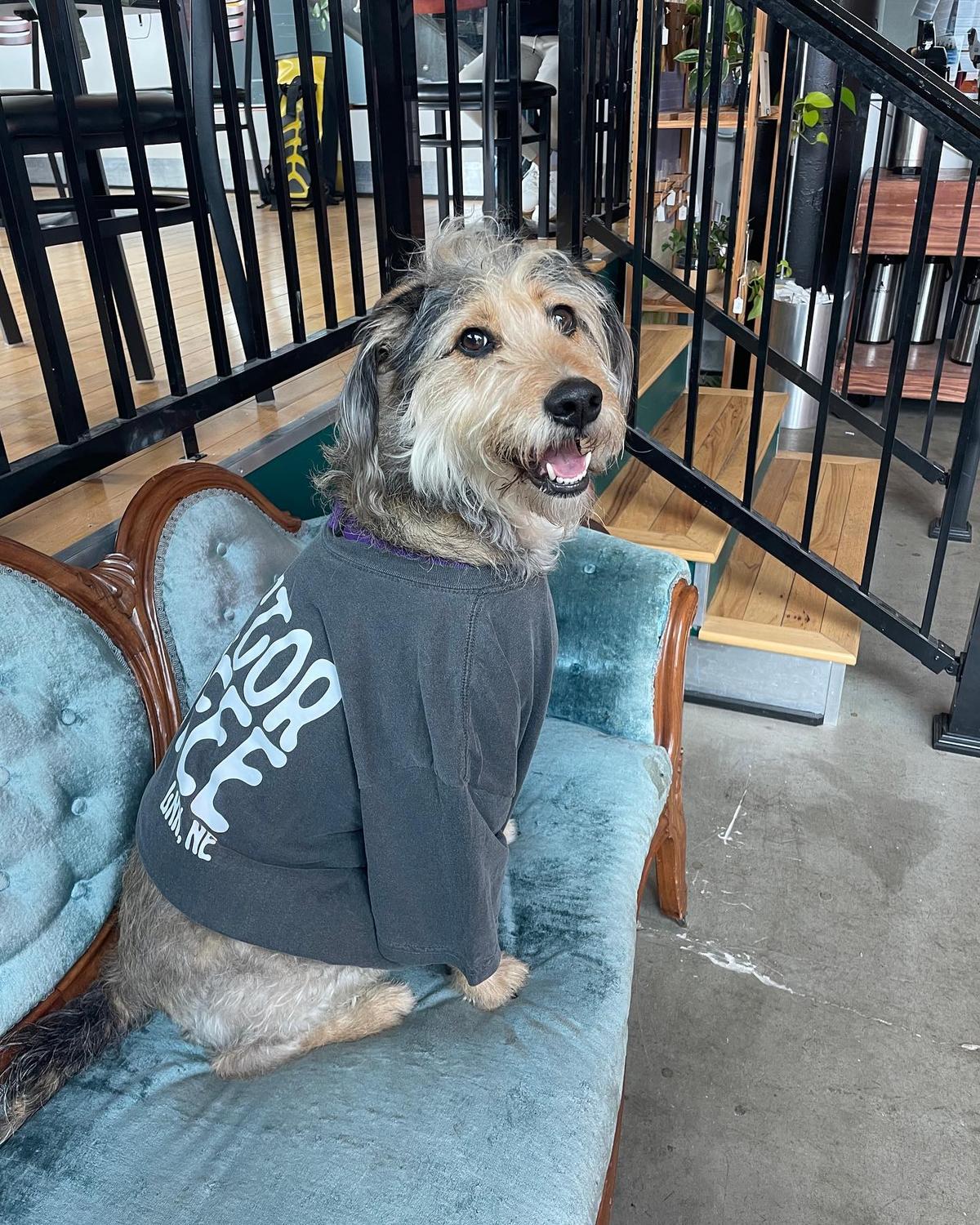 Dog Friendly Coffee Shops in Nebraska BringFido