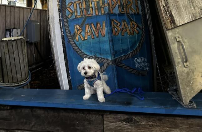 Pet Friendly Southport Raw Bar & Restaurant