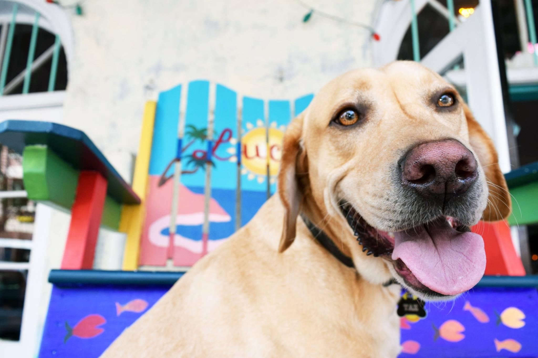 Pet Friendly Lucy's Retired Surfers Bar & Restaurant