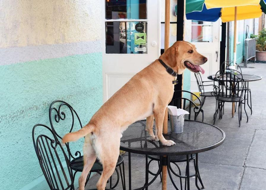 Pet Friendly Lucy's Retired Surfers Bar & Restaurant