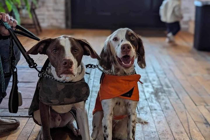 Pet Friendly The Mill Coffee Shop