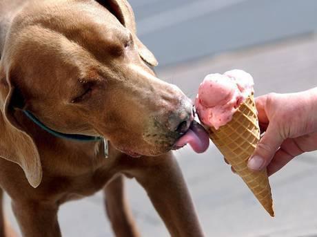 Pet Friendly Jimmy's Hilltop Ice Cream and Eatery