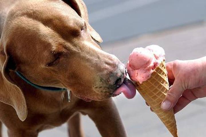 Pet Friendly Jimmy's Hilltop Ice Cream and Eatery