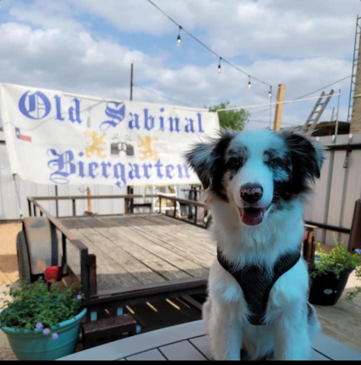 old city beer garden dog friendly