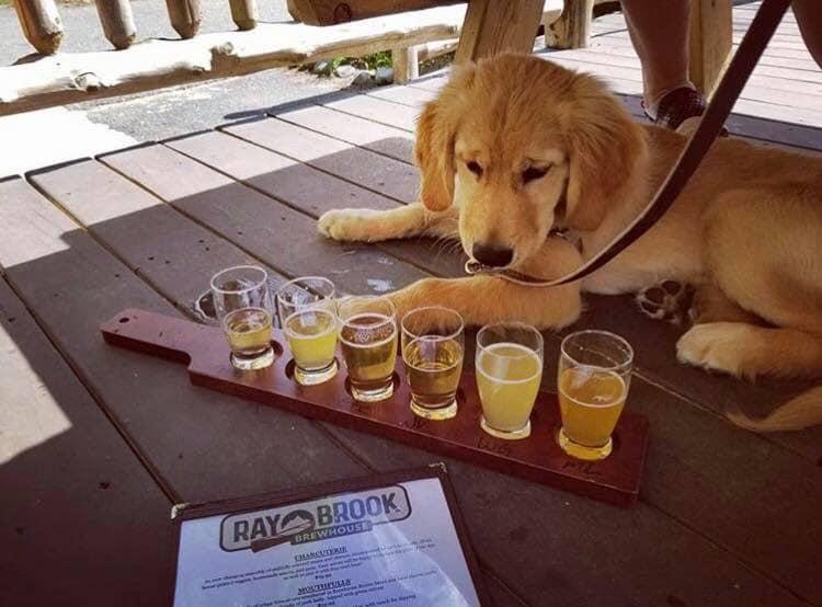 Pet Friendly Ray Brook Brewhouse