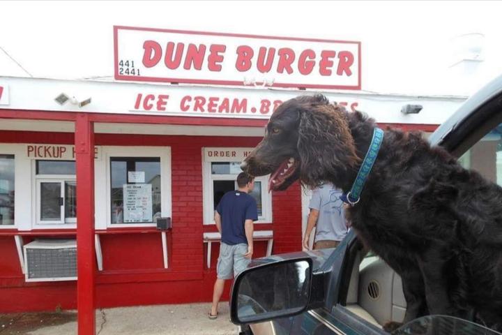 Pet Friendly Dune Burger