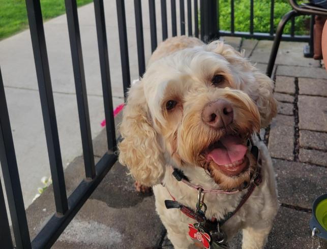 Pet Friendly The Chocolate Avenue Grill
