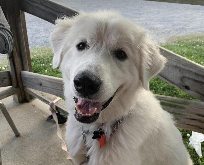 Pet Friendly Scott's Walk-Up Bar-B-Q