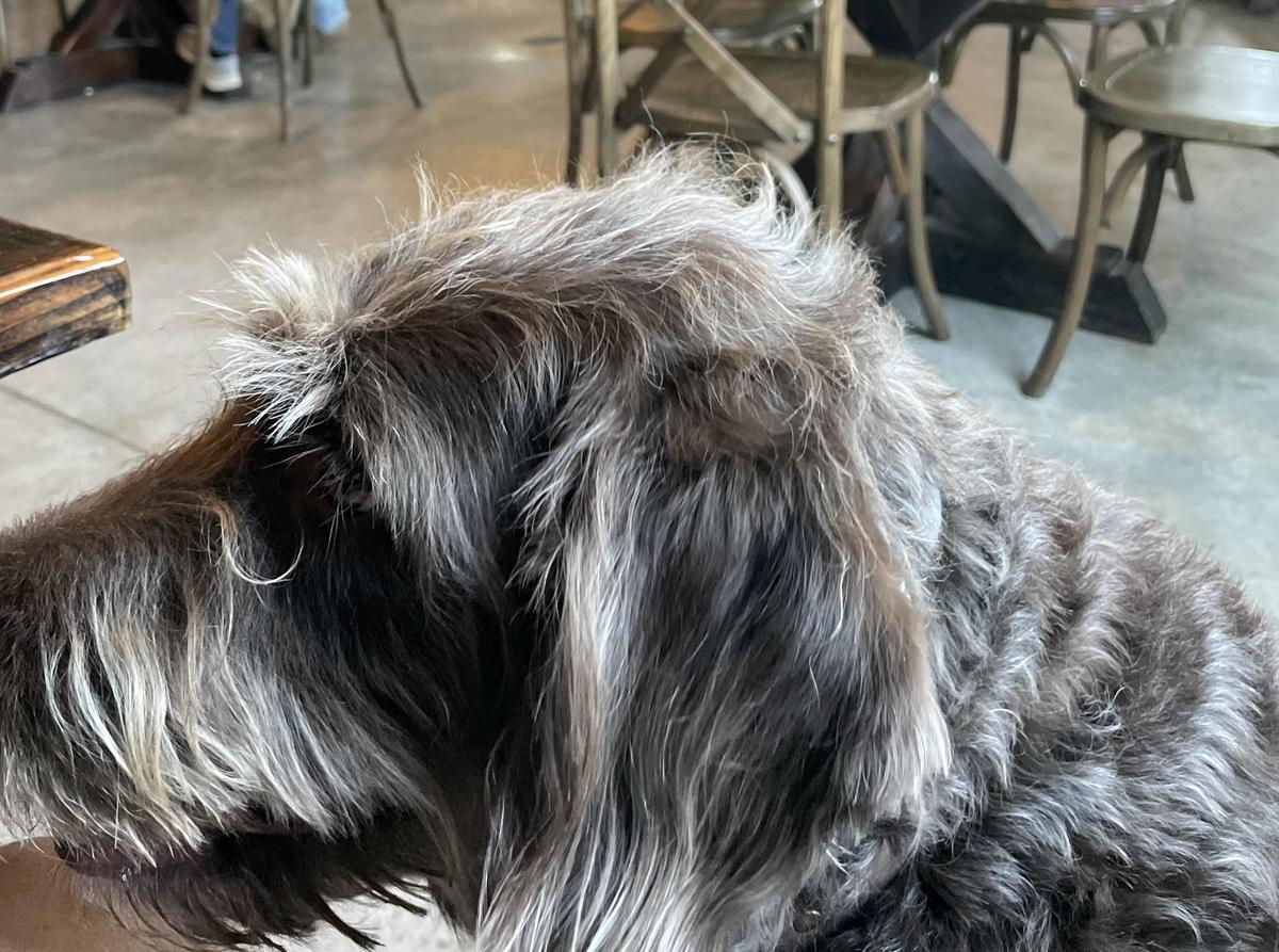 Dog Friendly Restaurants in Paola KS BringFido