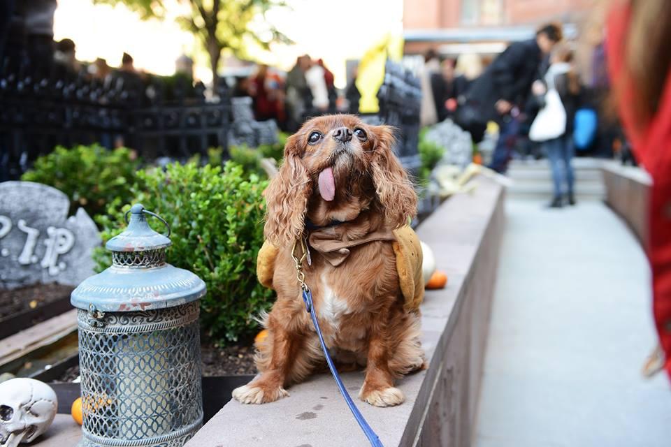 is the high line dog friendly