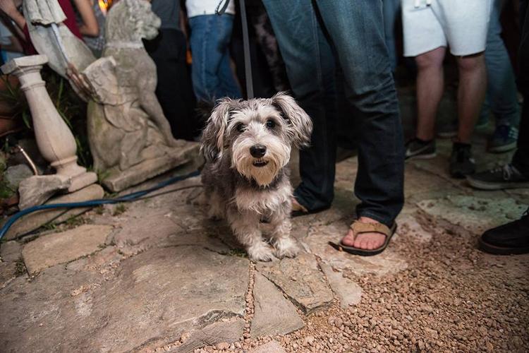 Top Dog Friendly Breakfast Restaurants Worldwide - BringFido
