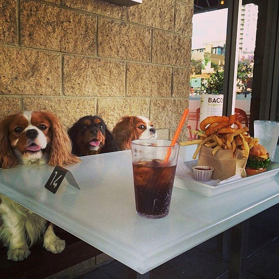 Pet Friendly Burger Lounge - Coronado