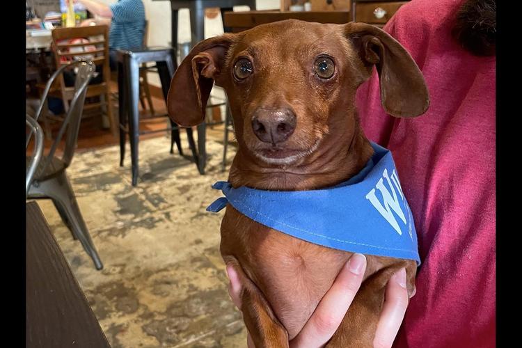Bring your dog to enjoy an iced coffee on a day trip to nearby Harlem, GA- a charming small town experience close to home in Caroleton Townhomes by Ivey Homes, Grovetown GA