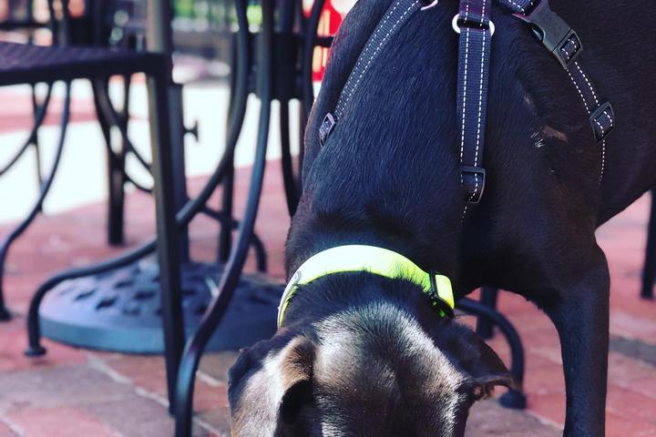 Pet Friendly Don Beto's Tacos y Tequila
