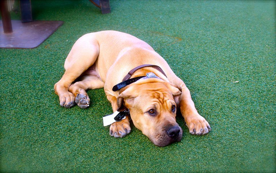 Dog Friendly Restaurants in San Diego, CA BringFido