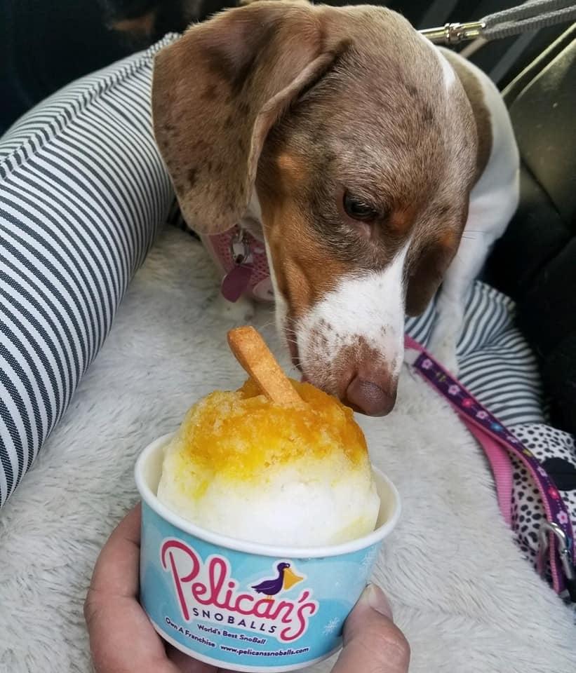 Dog Friendly Ice Cream Shops in Hendersonville, NC BringFido