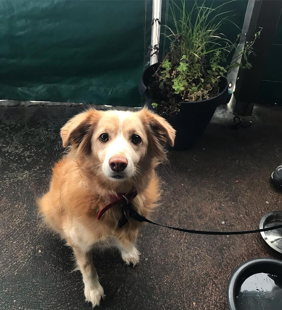 Grain Craft Bar Kitchen Is Pet Friendly