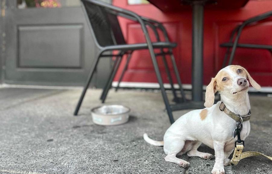 FIVE Tuscaloosa Pet Policy