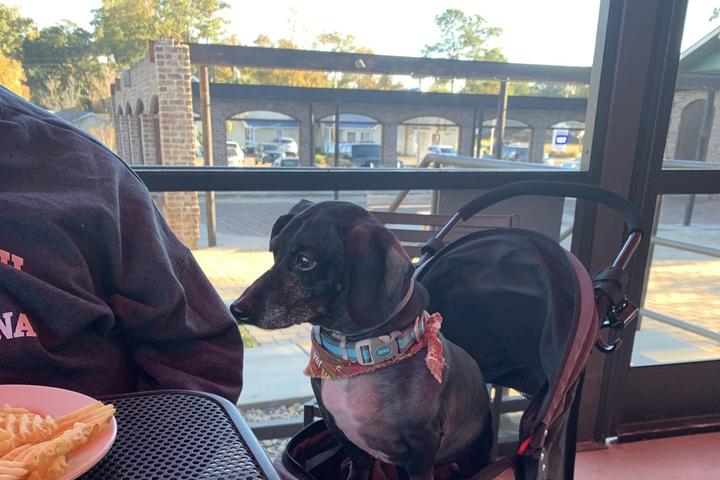 Pet Friendly Old Chicago Pizza & Taproom