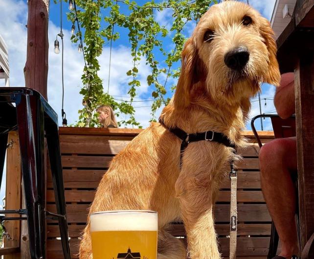 Pet Friendly Quayle's Brewery