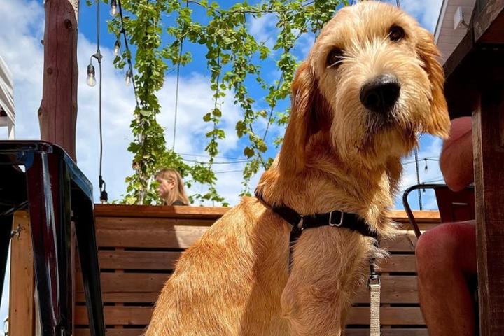 Pet Friendly Quayle's Brewery