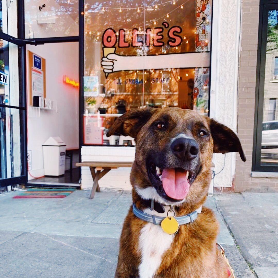 Ollie’s Ice Cream & Stuff Pet Policy