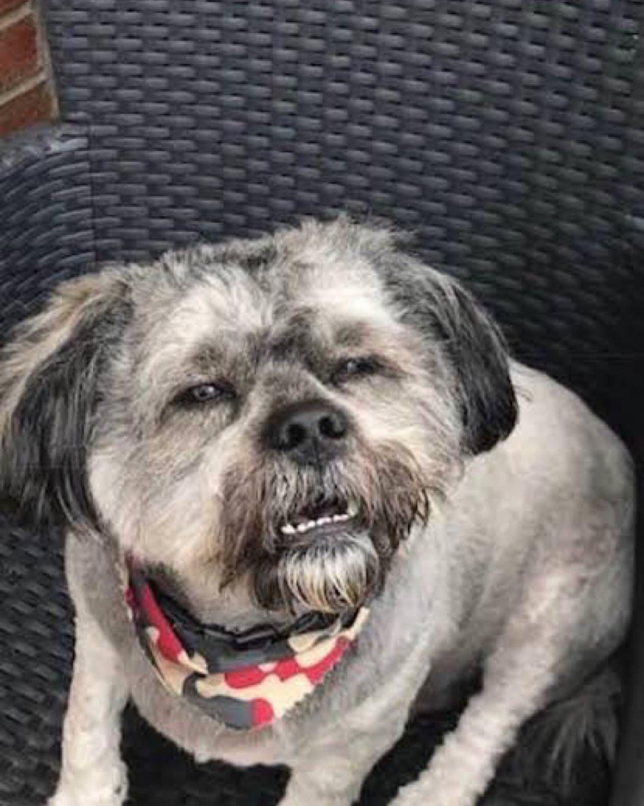 Corner Spot diner + drink Pet Policy