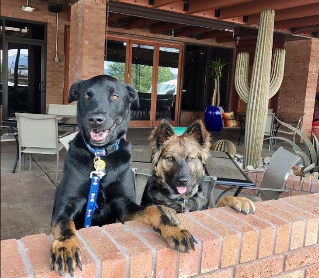 Dog Friendly Restaurants In Highlands Ranch Co Bringfido