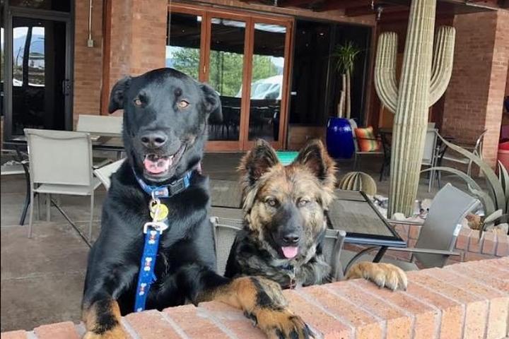 Dog Friendly Restaurants In Highlands Ranch Co Bringfido