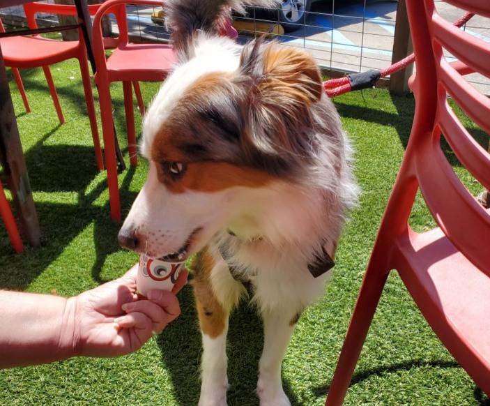 Pet Friendly Rikenjaks Brewing Company