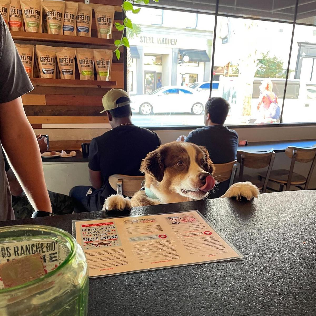 Coffee dog hotsell friendly near me