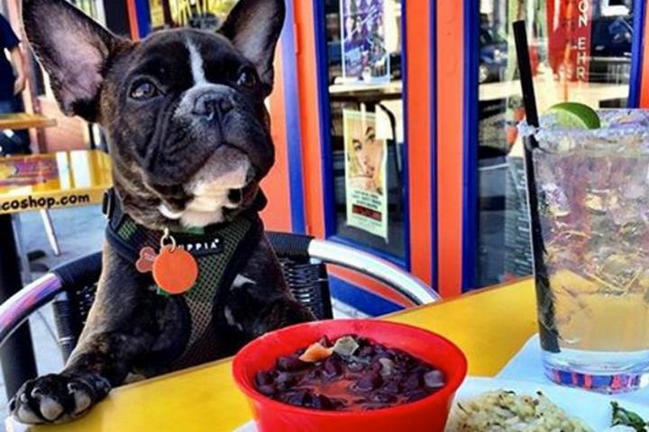 Pet Friendly Fuzzy's Taco Shop