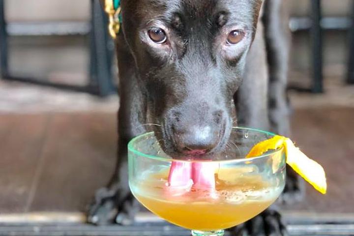 Dog Friendly Restaurants In Doral Fl Bringfido