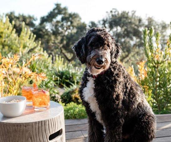 Pet Friendly The Sur House
