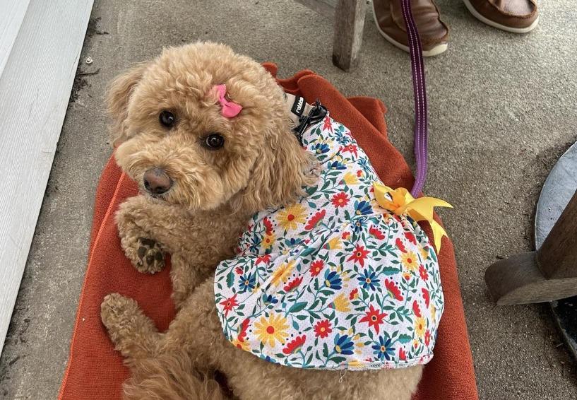 Pet Friendly The Colony Hotel